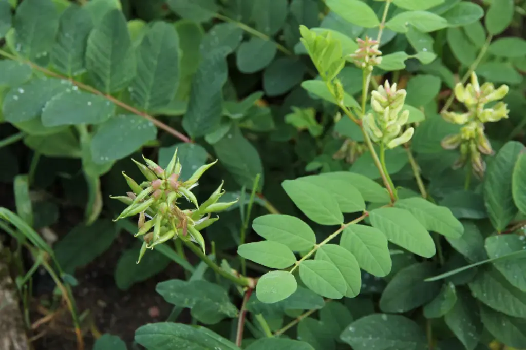 Astragalus glycyphyllos - Hokjespeul