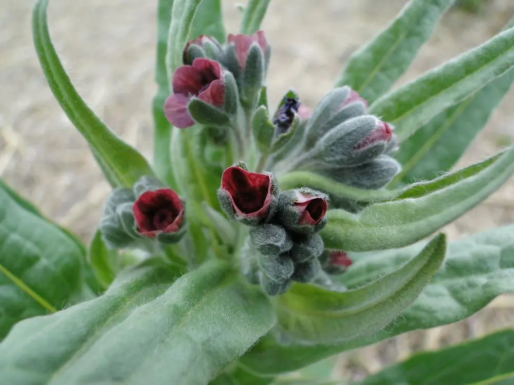 Cynoglossum officinale - Veldhondstong