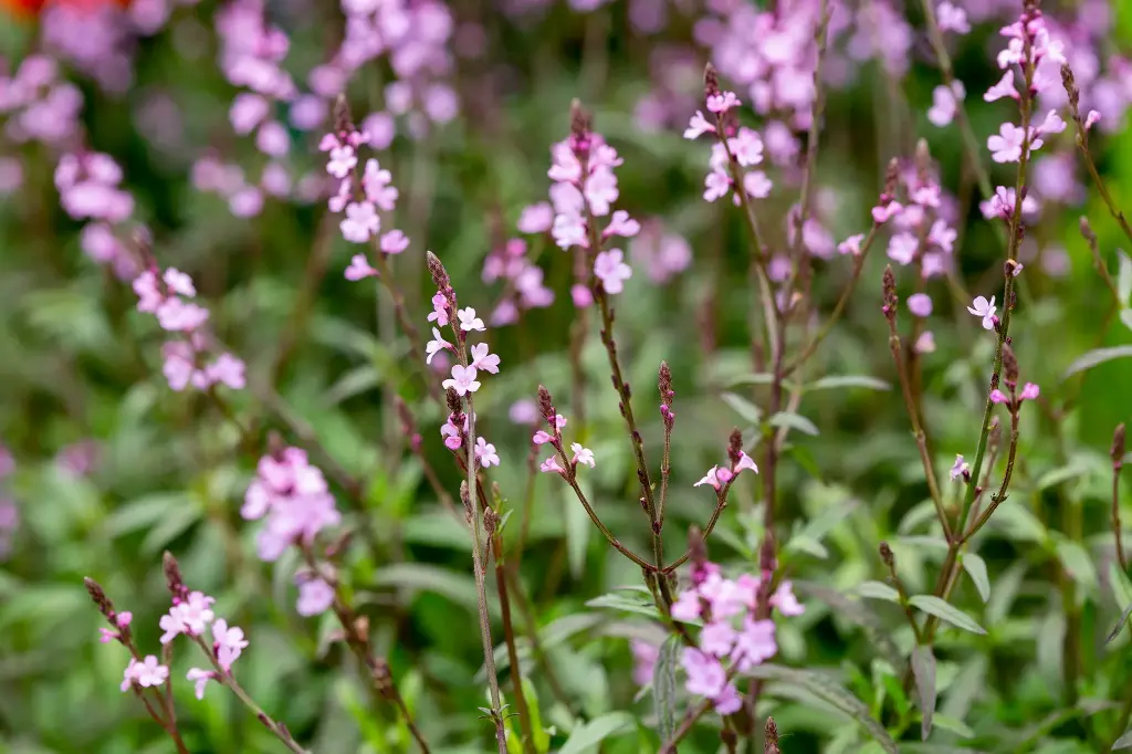 Verbena officinalis - Ijzerhard