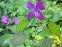 Lunaria annua - Tuinjudaspenning