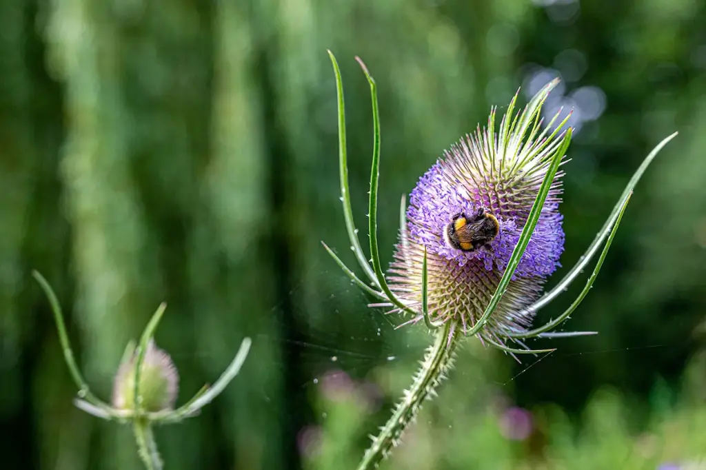Dipsacus fullonum - Grote kaardebol