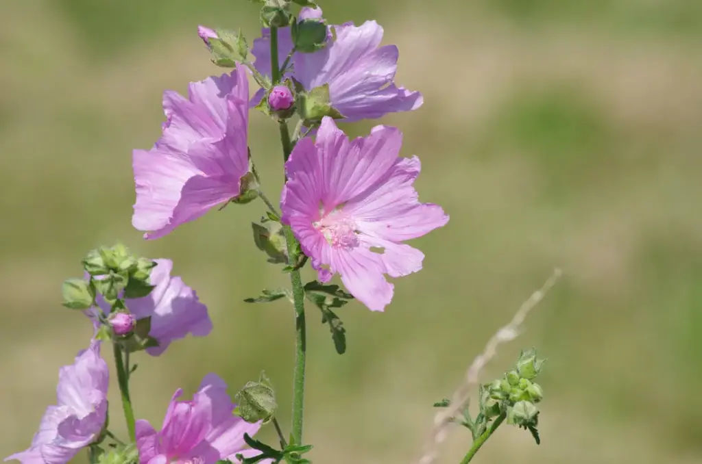 Malva alcea - Vijfdelig kaasjeskruid