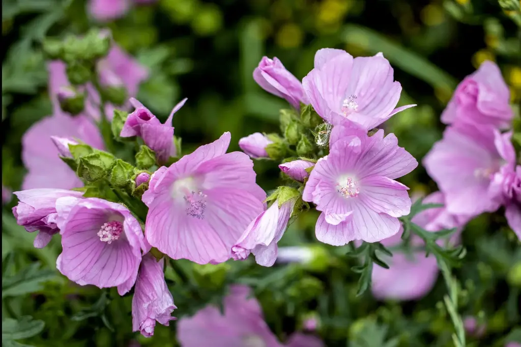 Malva moschata - Muskuskaasjeskruid