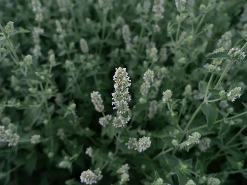 Nepeta cataria ssp. citriodora - Kattenkruid 'citroen'