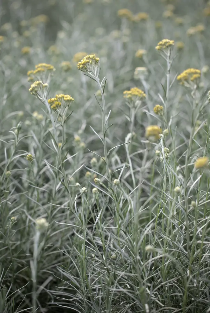 Helichrysum italicum - Kerrieplant