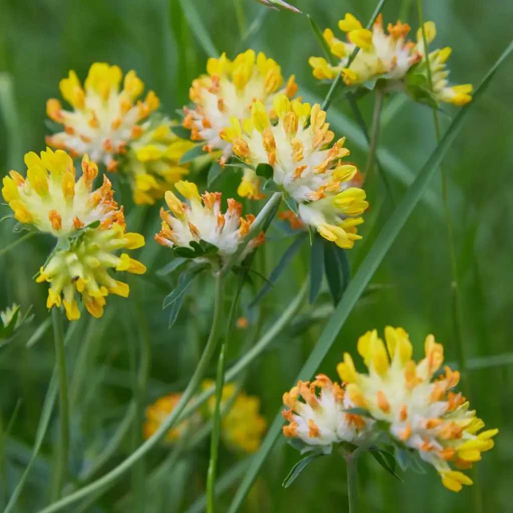 Anthyllis vulneraria - Wondklaver