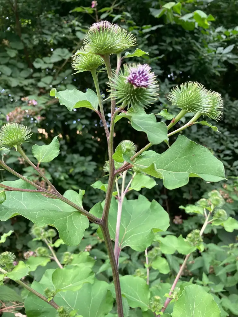 Arctium lappa - Grote klit