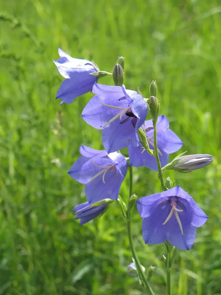 Campanula persicifolia - Prachtklokje