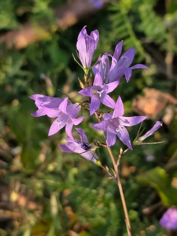 Campanula rapunculus - Rapunzelklokje