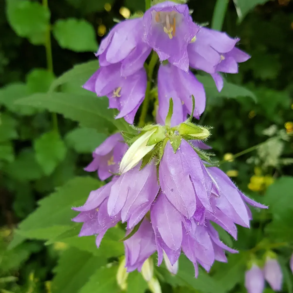 Campanula trachelium - Ruig klokje