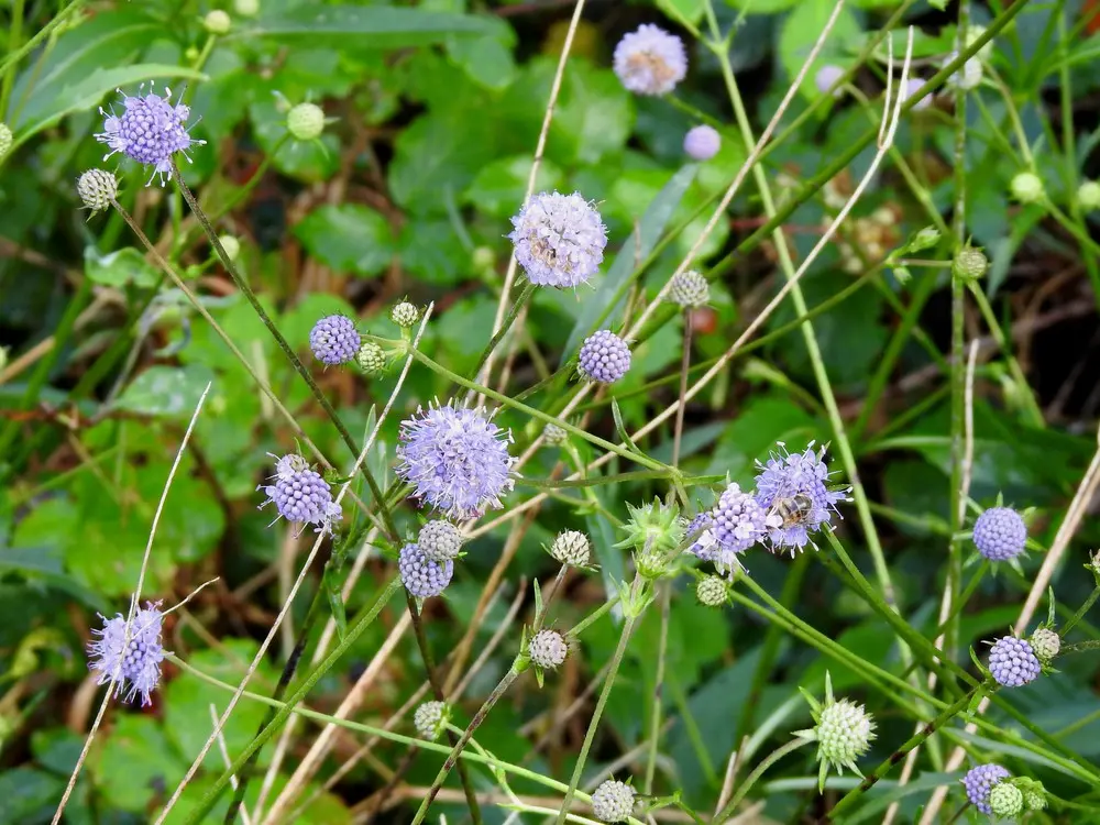 Succisa pratensis - Blauwe Knoop