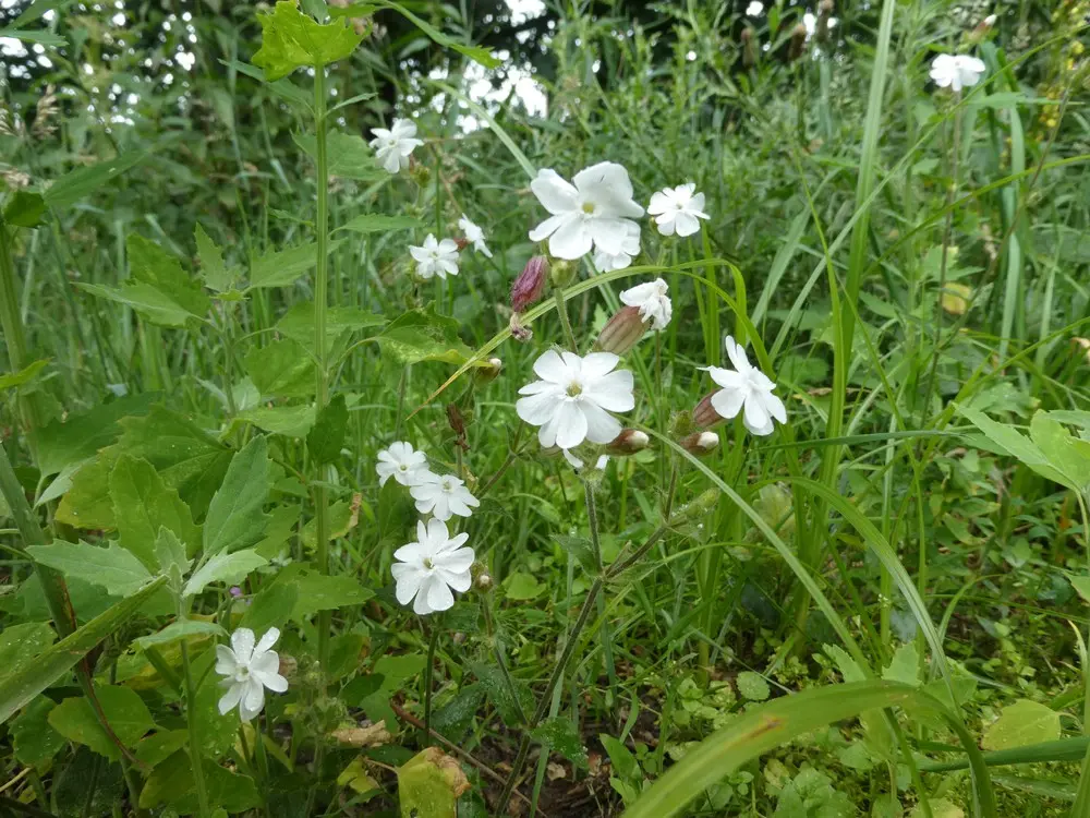 Silene latifolia - Avondkoekoeksbloem