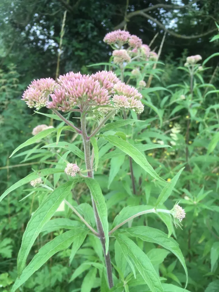 Eupatorium cannabinum - Koninginnekruid
