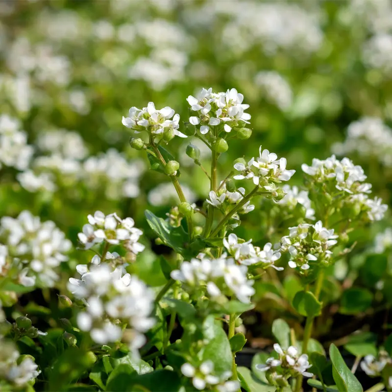 Cochlearia officinalis - Echt lepelblad