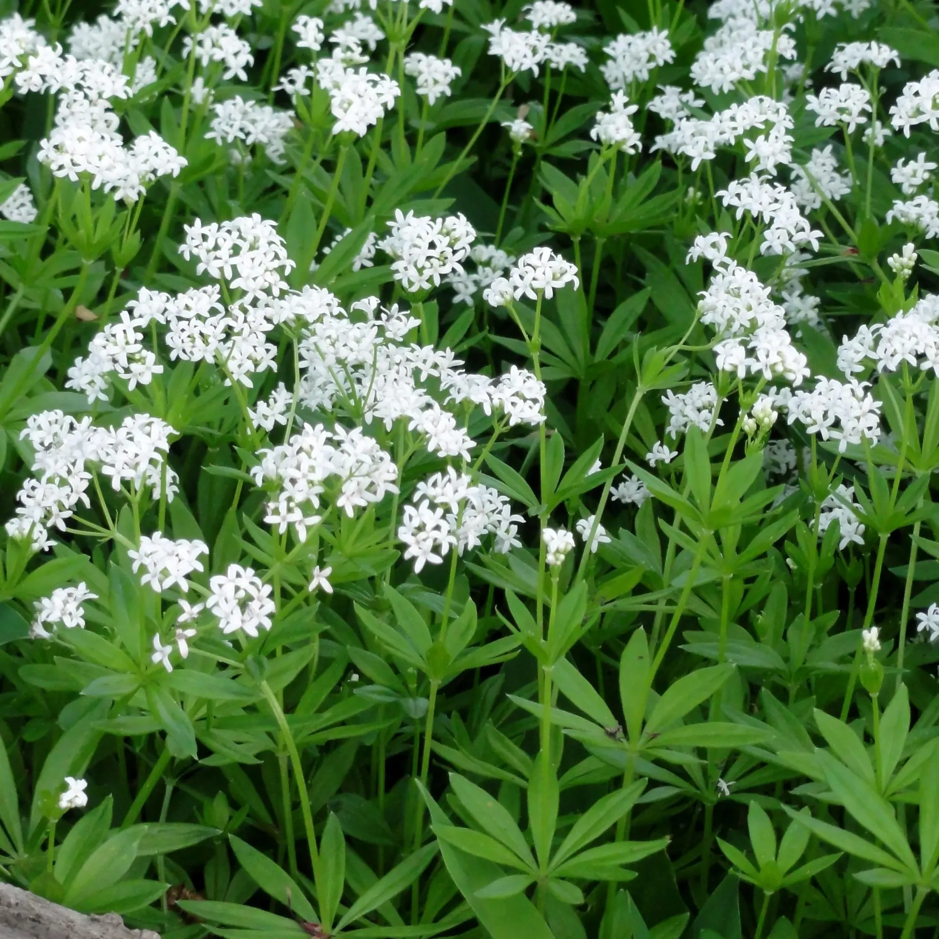 Galium odoratum - Lievevrouwebedstro