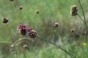 Allium vineale - Kraailook