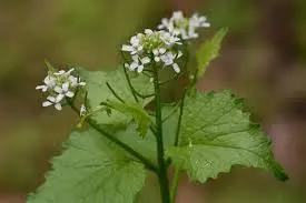 Alliaria petiolata - Look-zonder-look