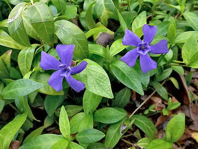 Vinca minor - Kleine maagdenpalm