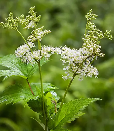 Filipendula ulmaria - Moerasspirea