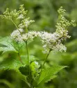 Filipendula ulmaria - Moerasspirea