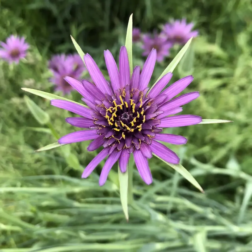 Tragopogon porrifolius - Paarse morgenster