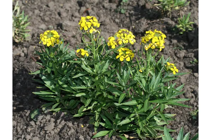 Erysimum cheiri - Muurbloem