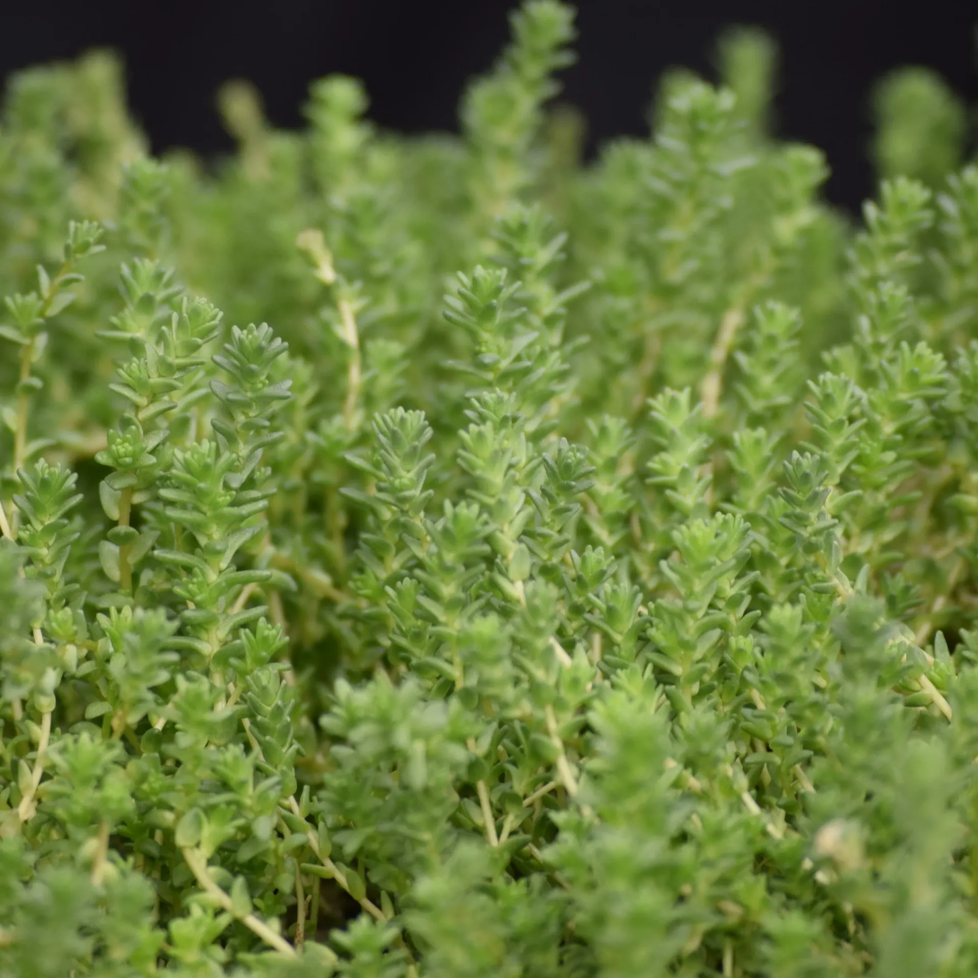 Sedum acre - Muurpeper