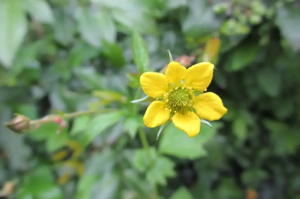 Geum urbanum - Geel nagelkruid