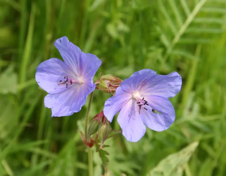 Geranium pratense - Beemdooievaarsbek