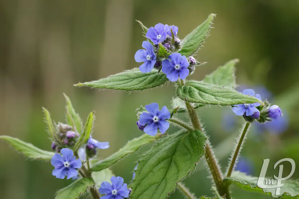 Pentaglottis sempervirens - Overblijvende ossentong