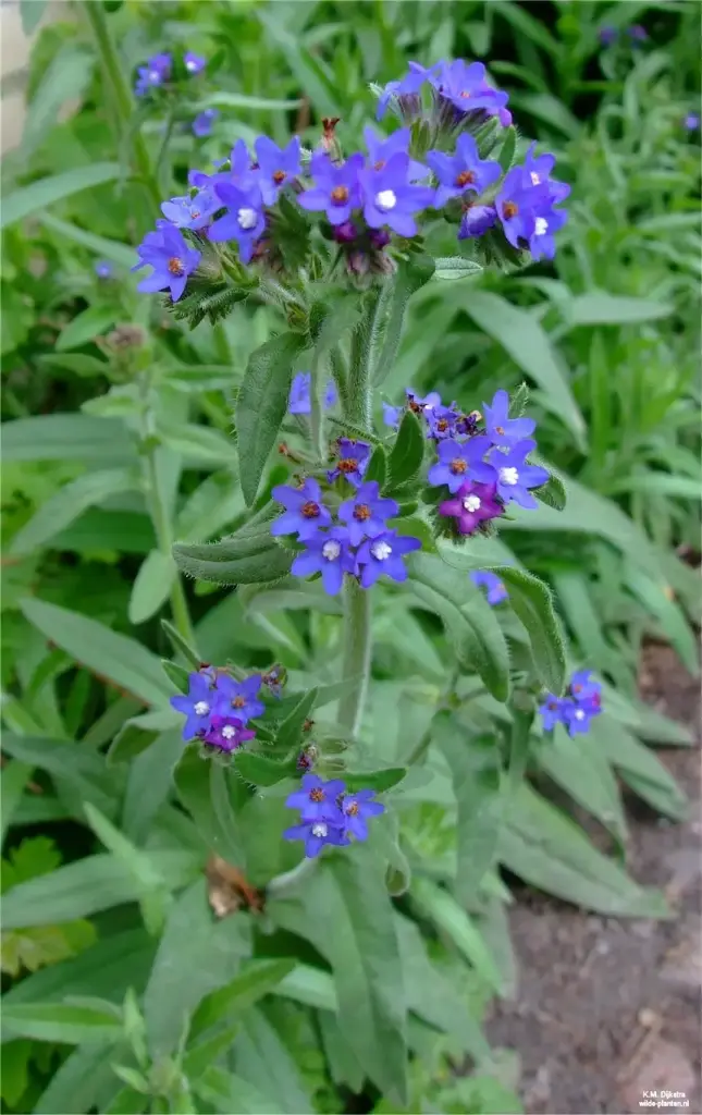 Anchusa officinalis - Gewone ossentong