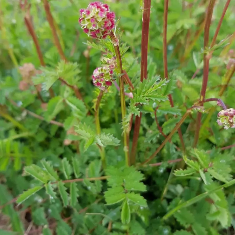 Poterium sanguisorba - Kleine pimpernel