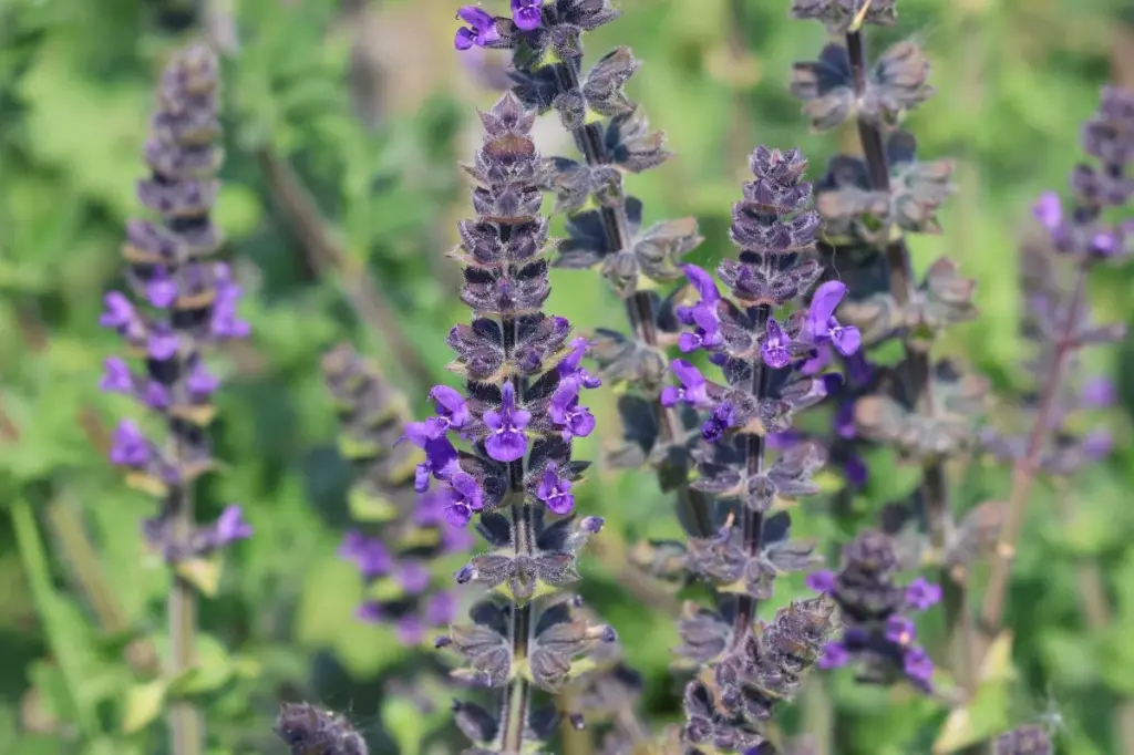 Salvia verbenaca - Kleinbloemige salie