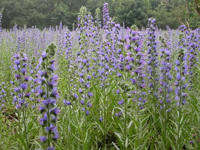 Echium vulgare - Slangenkruid