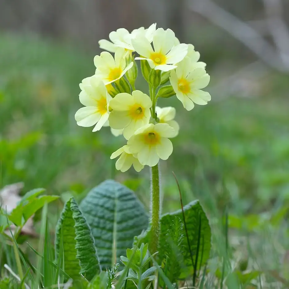 Primula elatior - Slanke sleutelbloem