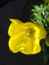 Oenothera glazioviana - Grote teunisbloem