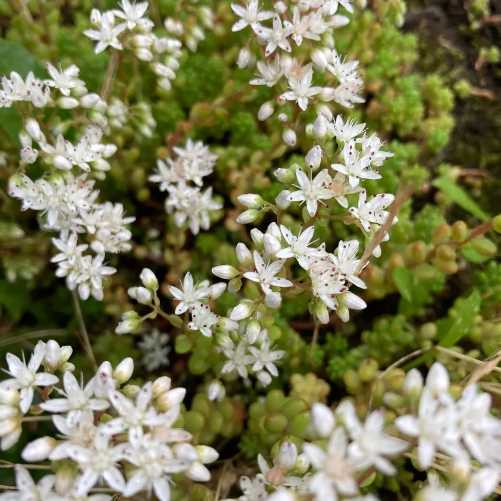 Sedum album - Wit vetkruid