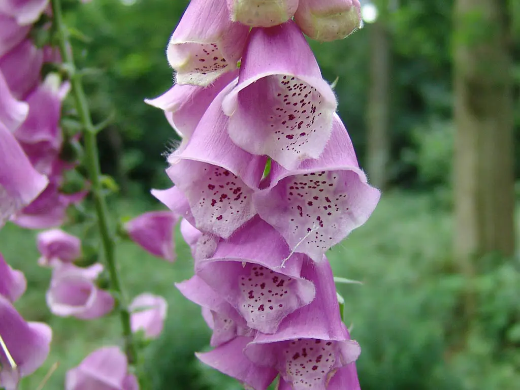 Digitalis purpurea - Vingerhoedskruid