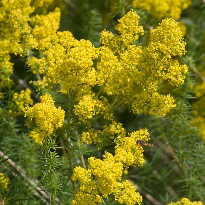 Galium verum - Geel walstro