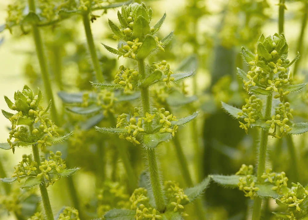 Cruciata laevipes - Kruisbladwalstro