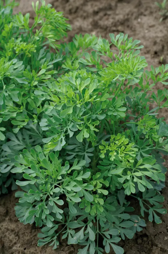 Ruta graveolens - Wijnruit