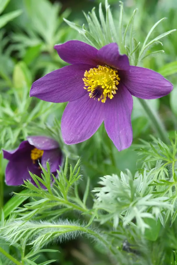 Pulsatilla vulgaris - Wildemanskruid