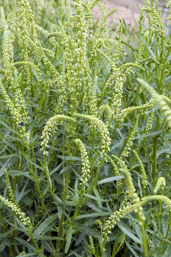 Reseda luteola - Wouw