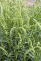 Reseda luteola - Wouw