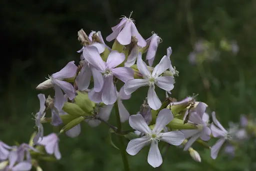 Saponaria officinalis - Zeepkruid