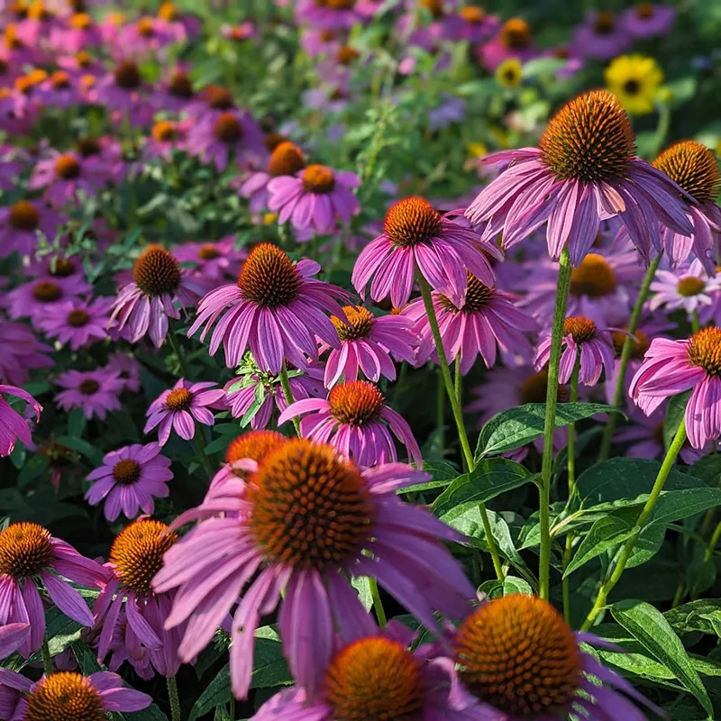 Echinacea purpurea - Rode Zonnehoed