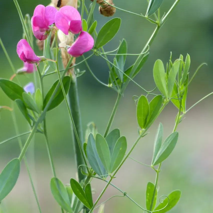 Lathyrus tuberosus - Aardaker