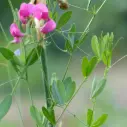 Lathyrus tuberosus - Aardaker
