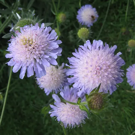 Knautia arvensis - Beemdkroon