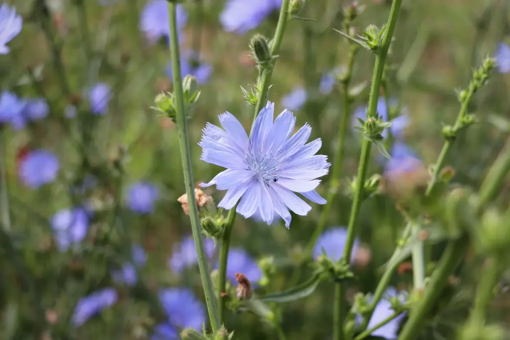 Cichorium intybus - Wilde cichorei